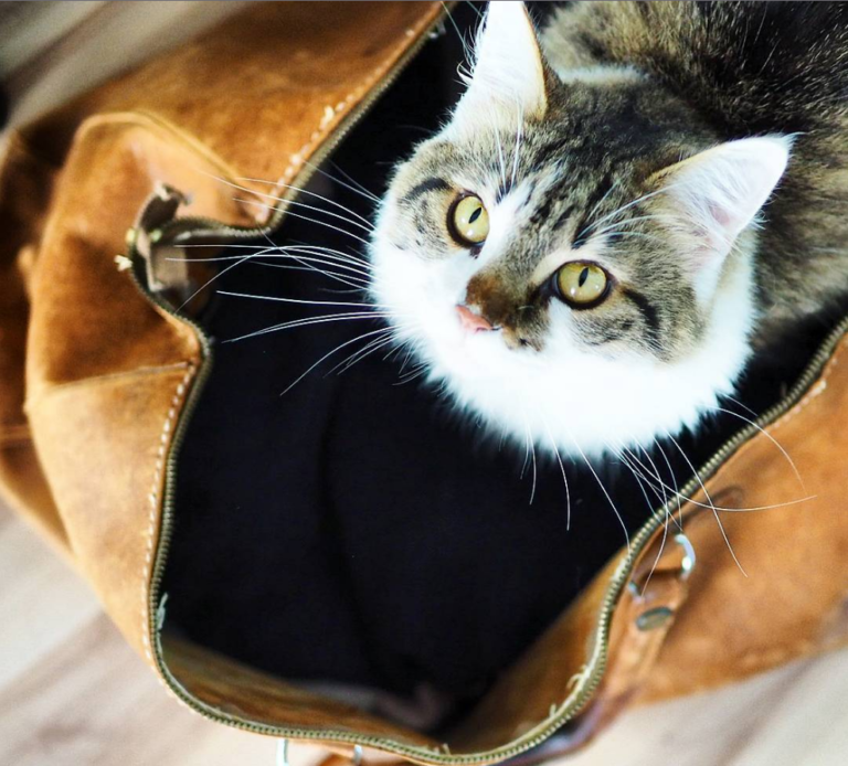 Wie aus einer Tasche ein Katzenbett wird.
