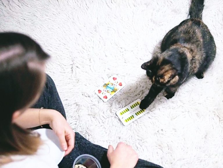 Kartenspielen mit Katze. Tricktraining mit Pokerface.