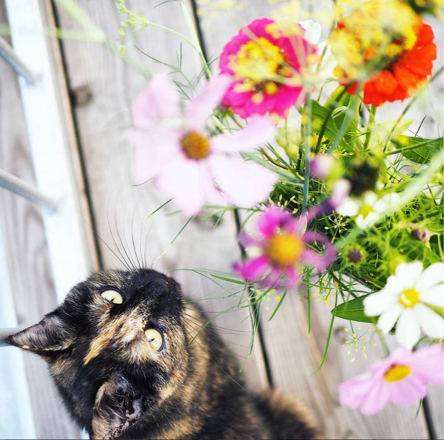 6 Untige Pflanzen Für Katzen Rein Getigert